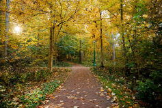 A view into the woods on campus.